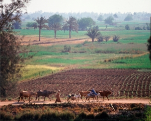 Ägypten: Niltal bei Kairo